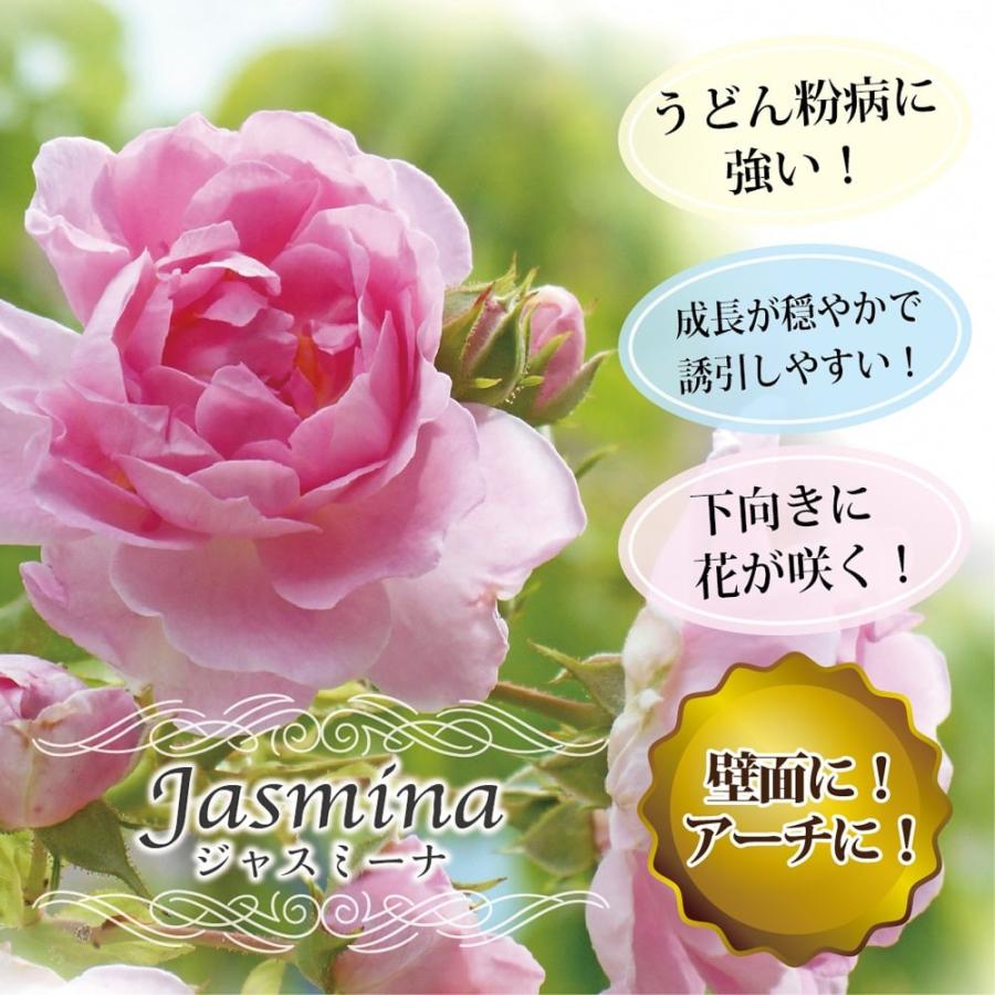 バラ苗 ジャスミーナ 大苗 つるバラ 初心者に超おすすめ ピンク バラ 苗 Rose Cl Jasumi Na 苗木部 花ひろばオンライン 通販 Yahoo ショッピング