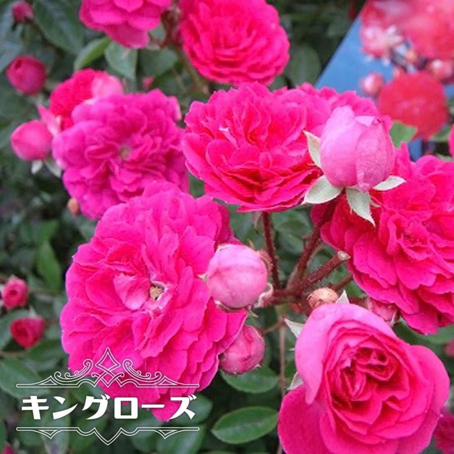 ⭐️専用⭐️薔薇　キングローズ  つるバラ   挿し木根付き苗 つるバラ キングローズ 1年生 新苗 : 苗木部 花ひろばオンライン