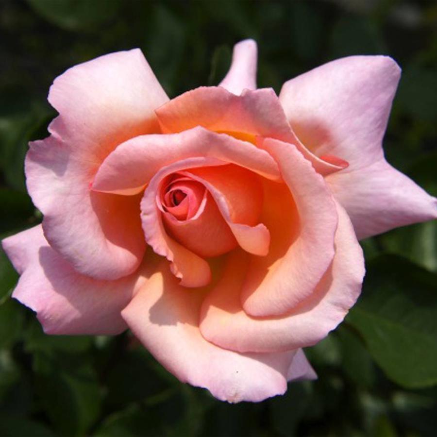 バラ苗 コンパッション 大苗 つるバラ 四季咲き ピンク 強香 強健 バラ 苗 つるばら 予約販売12 翌1月頃入荷予定 Rose Cl Konpasshon 苗木部 花ひろばオンライン 通販 Yahoo ショッピング