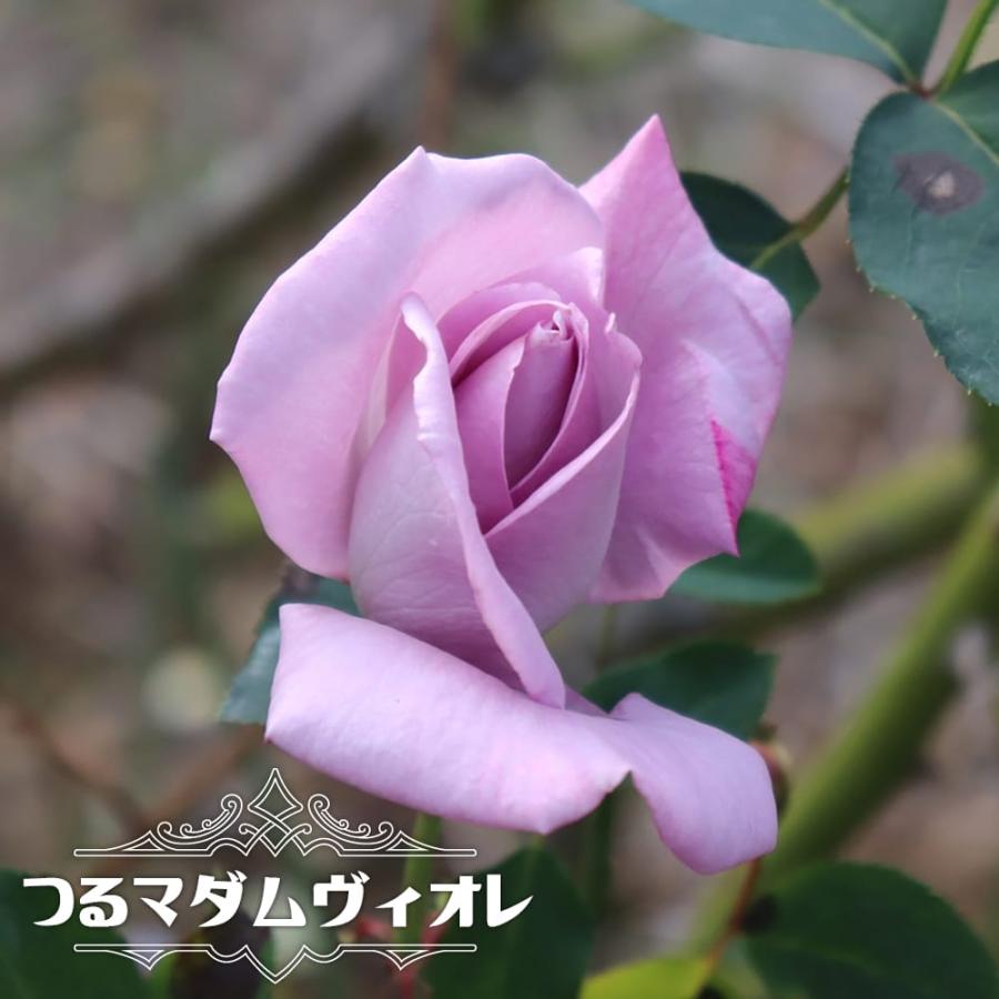バラ苗 つるマダムヴィオレ 3年生大苗 つるバラ トゲが少ない 紫色 バラ 苗 Rose Cl Madamuviore 3nen 苗木部 花ひろばオンライン 通販 Yahoo ショッピング