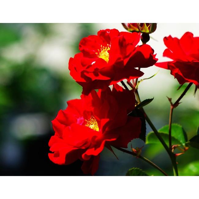 バラ苗 マイナーフェアー 大苗 つるバラ 初心者におすすめ 四季咲き 赤色 バラ苗木 Rose Cl Maina Fea 苗木部 花ひろばオンライン 通販 Yahoo ショッピング