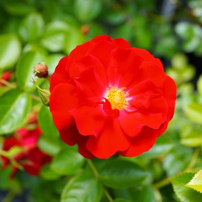 バラ苗 マイナーフェアー 大苗 つるバラ 初心者におすすめ 四季咲き 赤色 バラ苗木 Rose Cl Maina Fea 苗木部 花ひろばオンライン 通販 Yahoo ショッピング