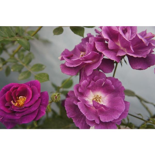バラ苗 マジェンタスカイ 大苗 つるバラ 四季咲き 紫色 バラ 苗 バラ苗木 Rose Cl Majentasukai 苗木部 花ひろばオンライン 通販 Yahoo ショッピング