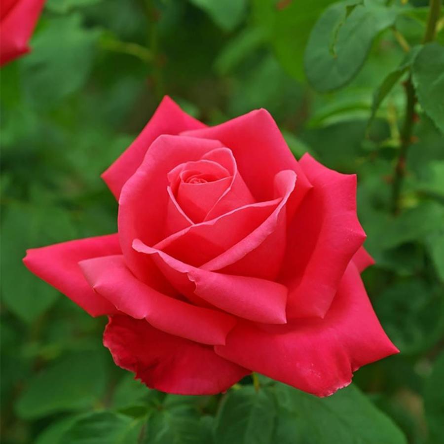 バラ苗 つるマリアカラス 大苗 つるバラ 強香 強健 ピンク色 バラ 苗 つる性 つるばら 予約販売12 翌1月頃入荷予定 Rose Cl Mariakarasu 苗木部 花ひろばオンライン 通販 Yahoo ショッピング