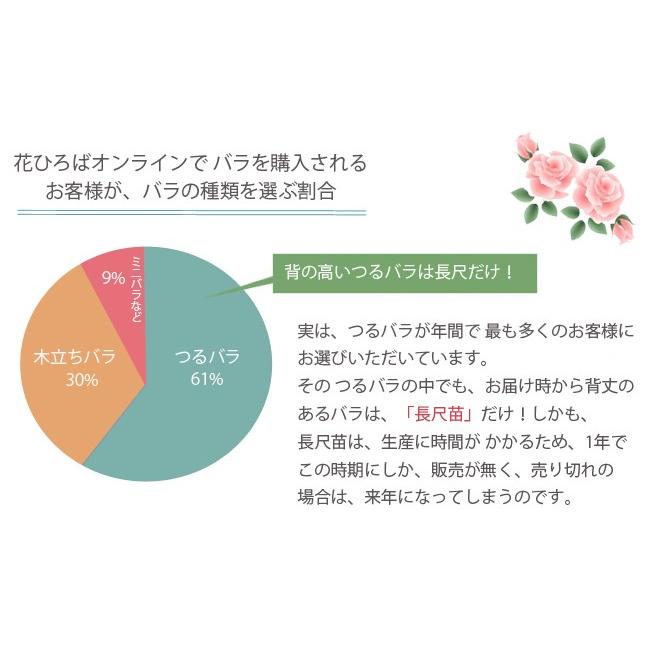 つるバラ ニュードーン 3年生1.5m長尺大苗 大型宅配便・大梱包 : 苗木