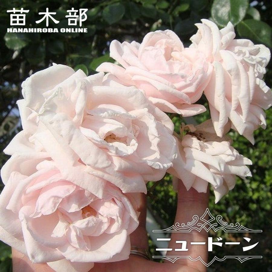 ニュードーン　大苗　ツルバラ つるバラ ニュードーン 2年生大苗 : 苗木部 花ひろばオンライン