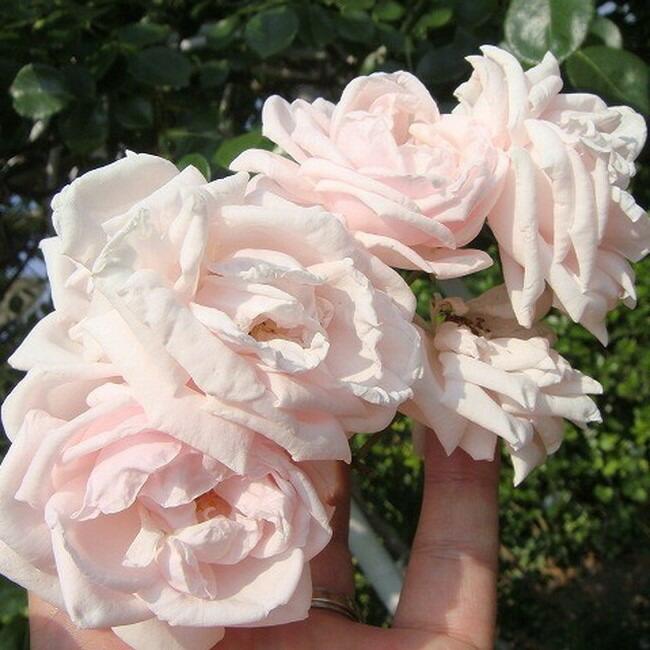 バラ苗 ニュードーン 1年生 新苗 つるバラ ピンク バラ 苗 つるバラ つるばら Rose Cl Nyu Do N 1 苗木部 花ひろばオンライン 通販 Yahoo ショッピング
