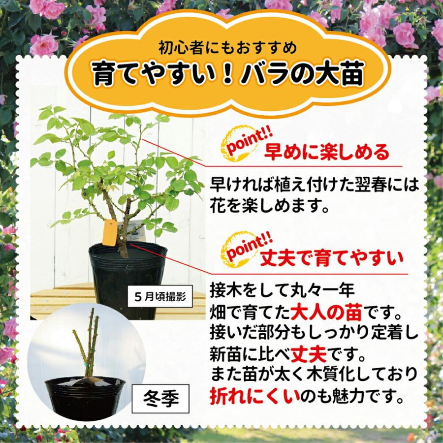 バラ苗 ニュードーン 大苗 つるバラ ピンク バラ 苗 つるばら Rose Cl Nyu Do N 苗木部 花ひろばオンライン 通販 Yahoo ショッピング