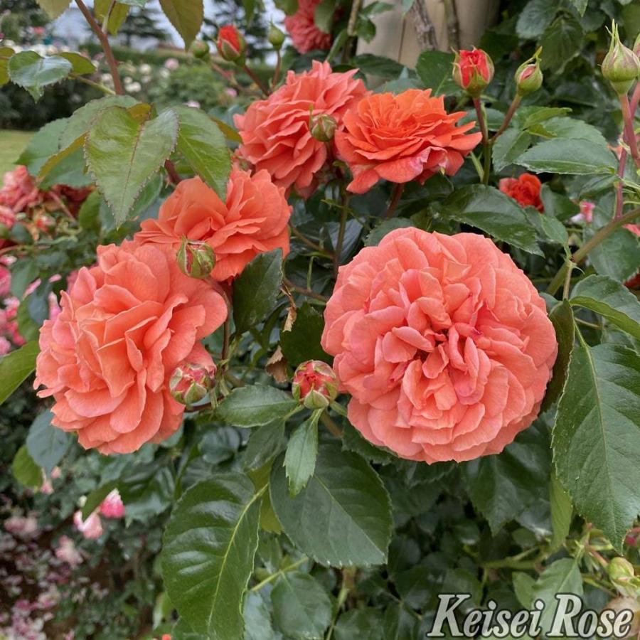 つるバラ オランジュリー 2年生大苗 登録品種 品種登録 Rose Cl Orangerie 02 苗木部 花ひろばオンライン 通販 Yahoo ショッピング