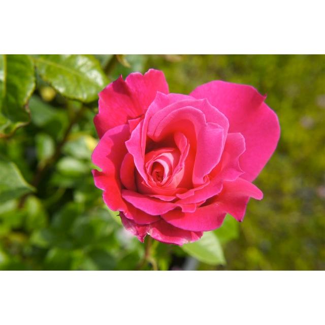 四季咲きつるバラ パレード 長尺苗 大型宅配便 沖縄 離島不可 Rose Cl Pare Do 2 苗木部 花ひろばオンライン 通販 Yahoo ショッピング