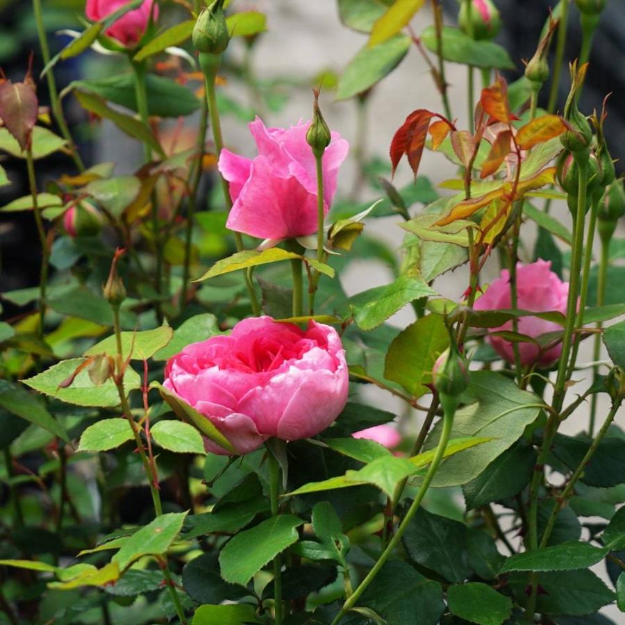 バラ苗 パレード 3年生大苗 つるバラ 四季咲き ピンク 強健 バラ苗木 Rose Cl Pare Do 3nen 苗木部 花ひろばオンライン 通販 Yahoo ショッピング