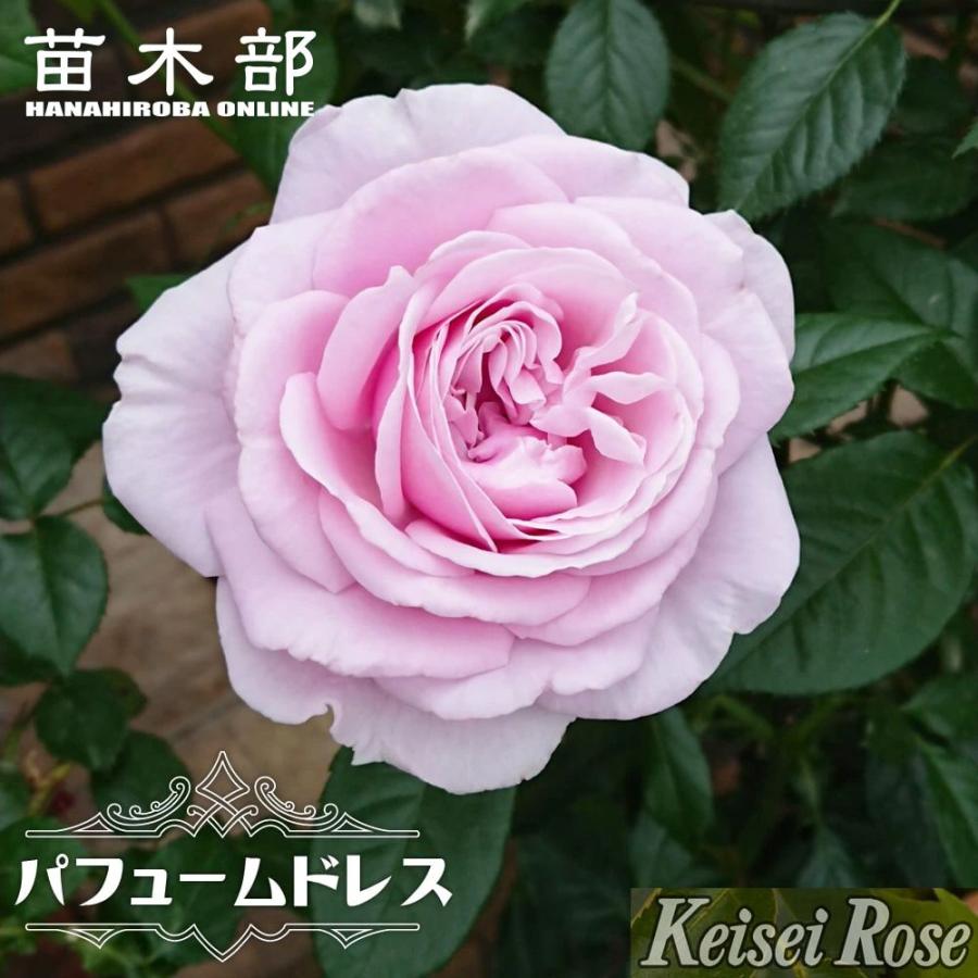 四季咲き強香つるバラ パフューム ドレス 2年生大苗 登録品種・品種