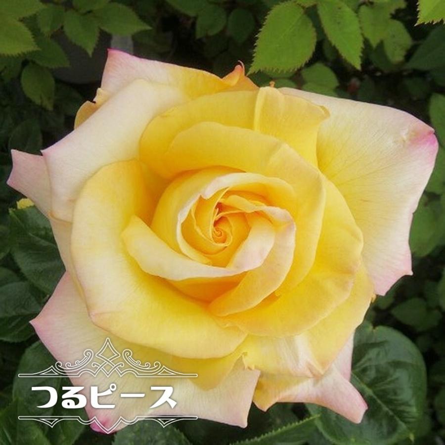 バラ苗 つるピース 3年生大苗 つるバラ 黄色 バラ 苗 Rose Cl Pi Su 3nen 苗木部 花ひろばオンライン 通販 Yahoo ショッピング