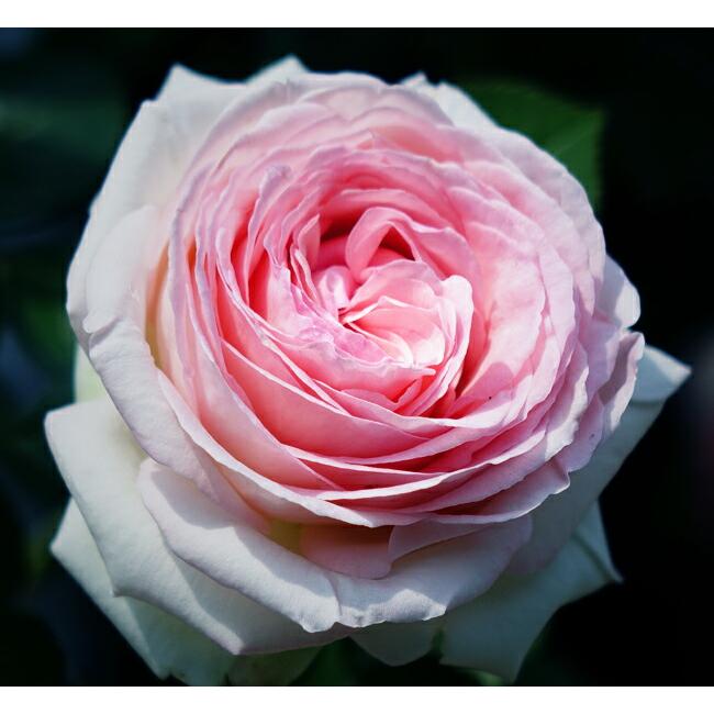 kunikuni92専用　超大苗　つるバラ　ピエール・ドゥ・ロンサール　　蕾沢山 ルージュ・ピエール・ドゥ・ロンサール(バラ苗:つるバラ) 大苗