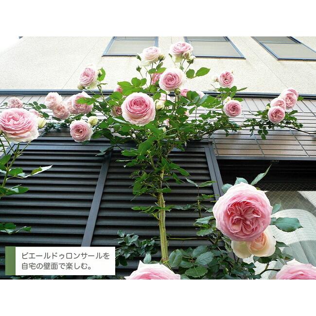 バラ苗 ピエールドゥロンサール 大苗 予約販売12 翌1月頃入荷予定 Rose Cl Pie Rudoronsa Ru 苗木部 花ひろばオンライン 通販 Yahoo ショッピング