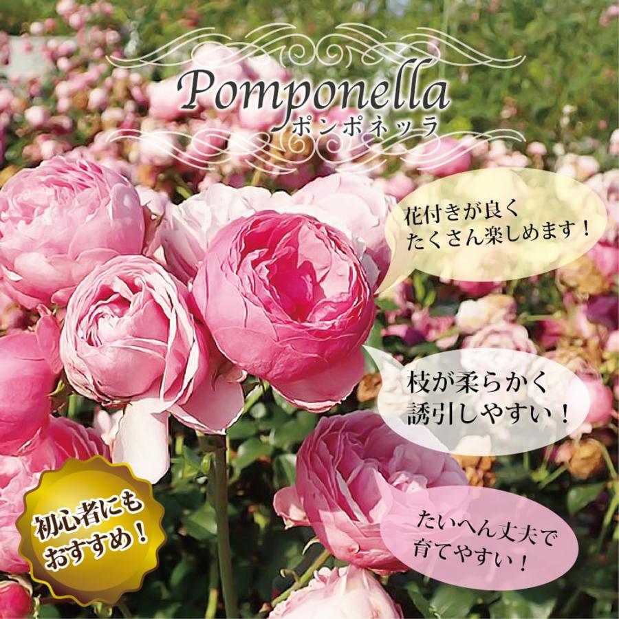 バラ苗 ポンポネッラ 3年生大苗 メイアン つるバラ バラ苗木 Rose Cl Ponponerra N S 苗木部 花ひろばオンライン 通販 Yahoo ショッピング