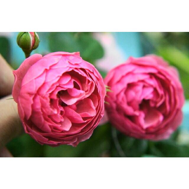 バラ苗 ポンポネッラ 3年生大苗 メイアン つるバラ バラ苗木 Rose Cl Ponponerra N S 苗木部 花ひろばオンライン 通販 Yahoo ショッピング