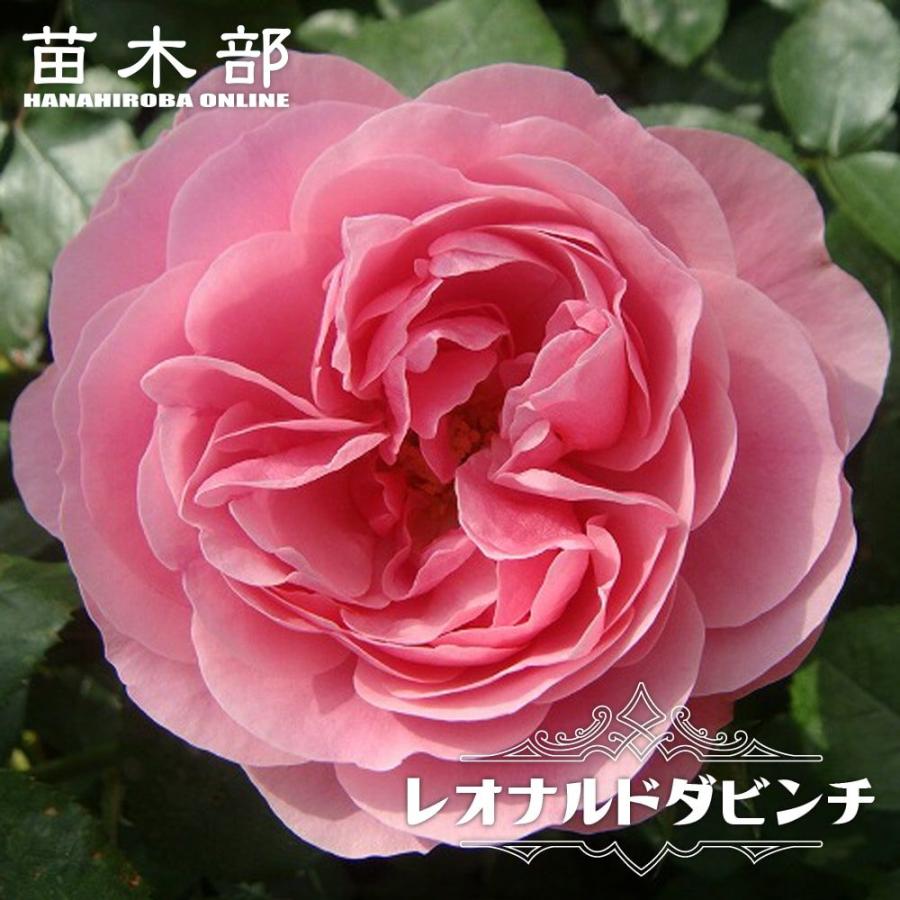 つるバラ レオナルドダビンチ 2年生大苗 爆買いweek : 苗木部 花