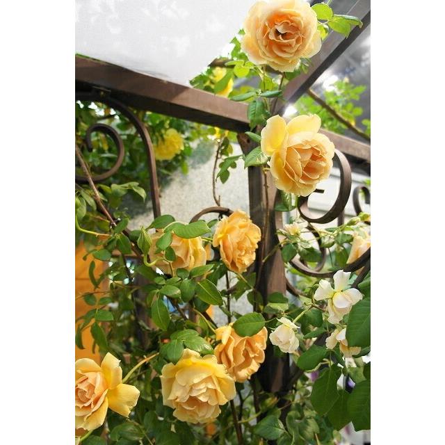 バラ苗 ロイヤルサンセット 1年生 新苗 つるバラ 四季咲き オレンジ色 強香 バラ 苗 つるばら 予約販売4 5月頃発送予定 Rose Cl Roiyarusansetto 1 苗木部 花ひろばオンライン 通販 Yahoo ショッピング