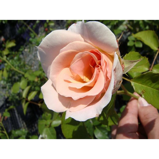 つるバラ ロココ 1年生 新苗 ピンク バラ 苗 つるばら : 苗木部 花