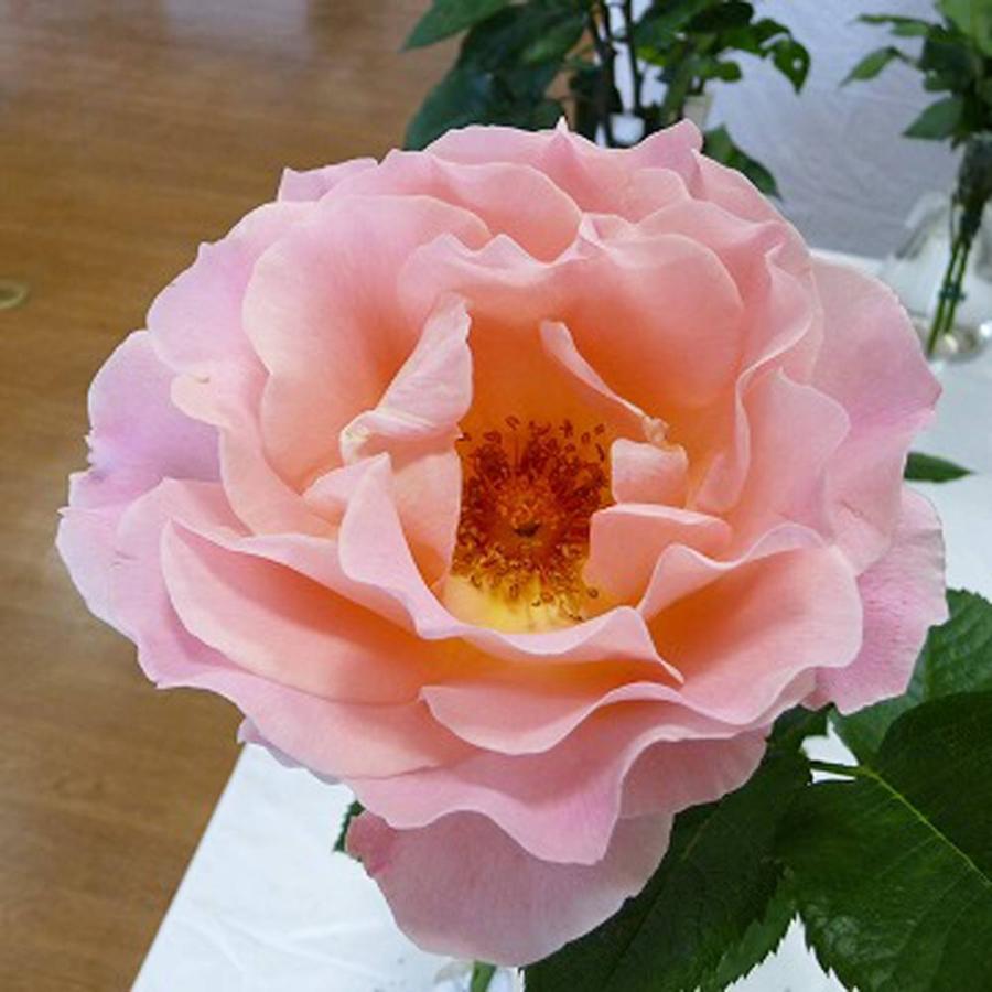 つるバラ ロココ 2年生大苗 予約販売12月〜翌年1月頃入荷予定 : 苗木