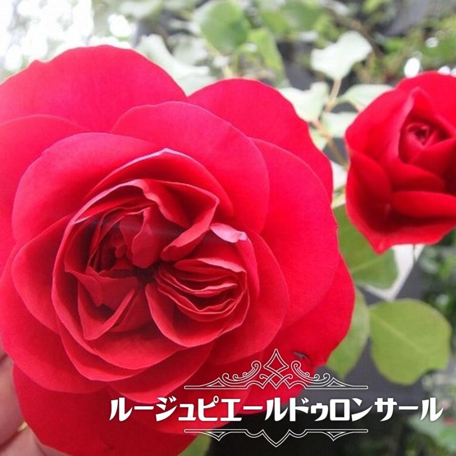 四季咲きつるバラ ルージュピエールドゥロンサール 2年生大苗 Rose Cl Ru Jupie Rudoronsa Ru 苗木部 花ひろばオンライン 通販 Yahoo ショッピング