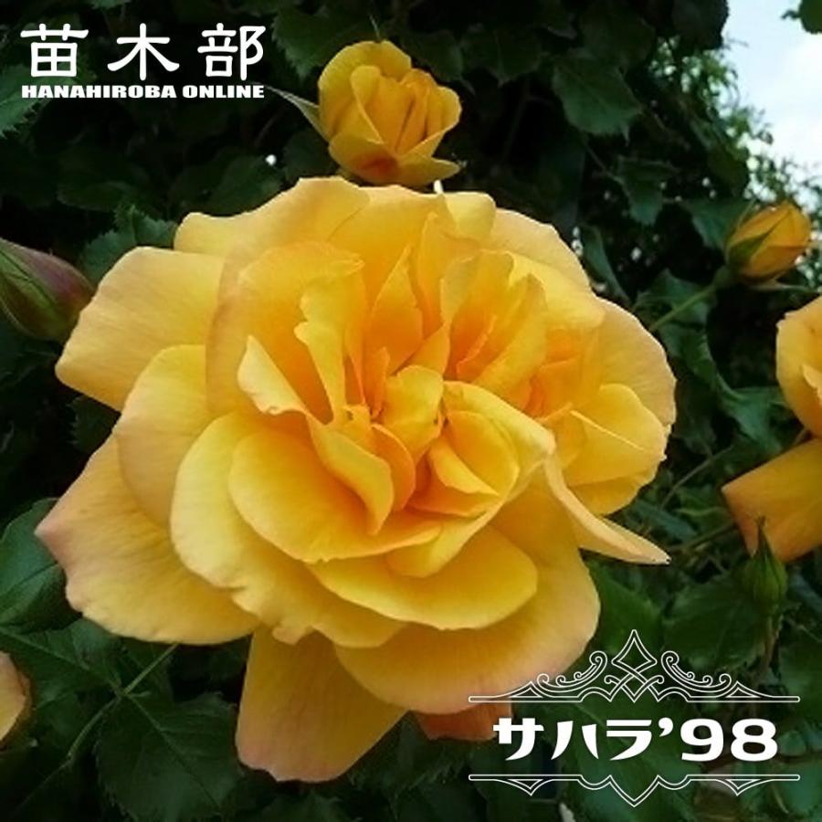 四季咲きつるバラ サハラ '98 1年生新苗 3.5号ポット苗 : 苗木部 花