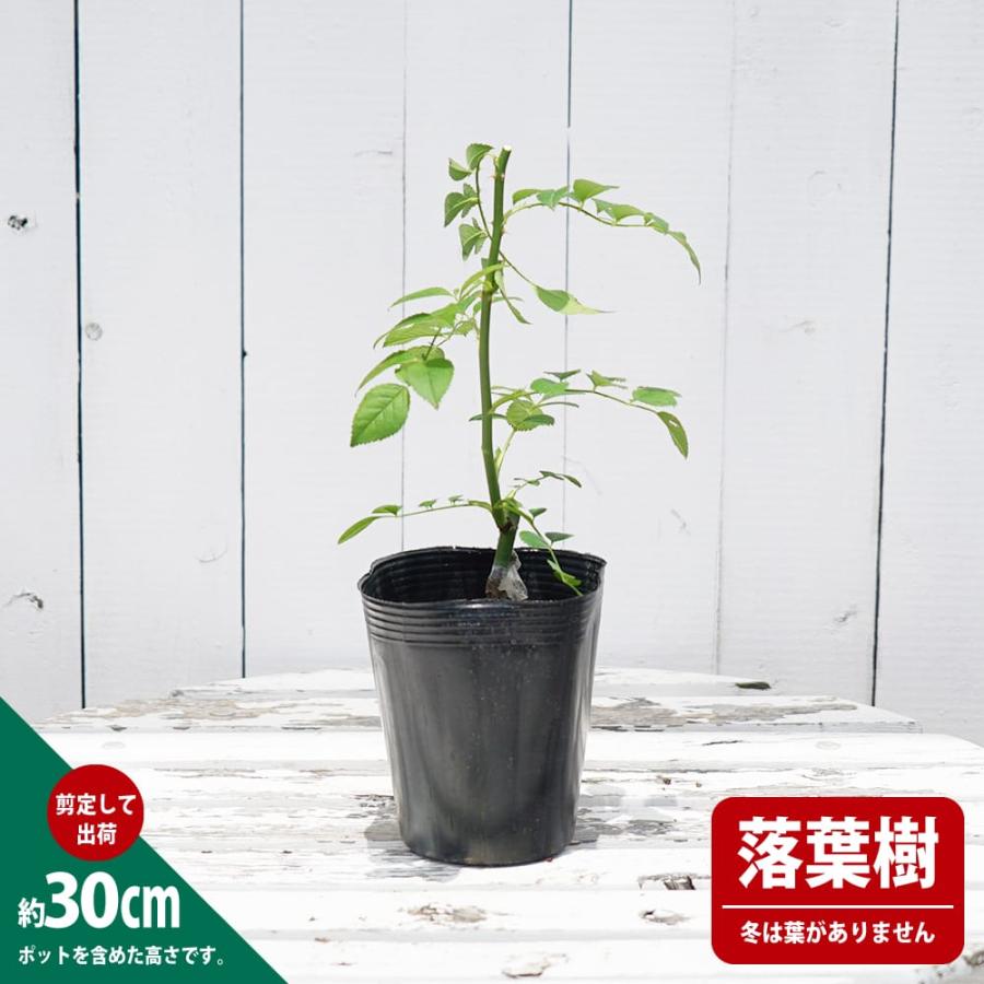 つるバラ つるサマースノー 1年生新苗 3.5号ポット苗 : 苗木部 つるバラ つるサマースノー 1年生新苗 3.5号ポット苗 : 苗木部