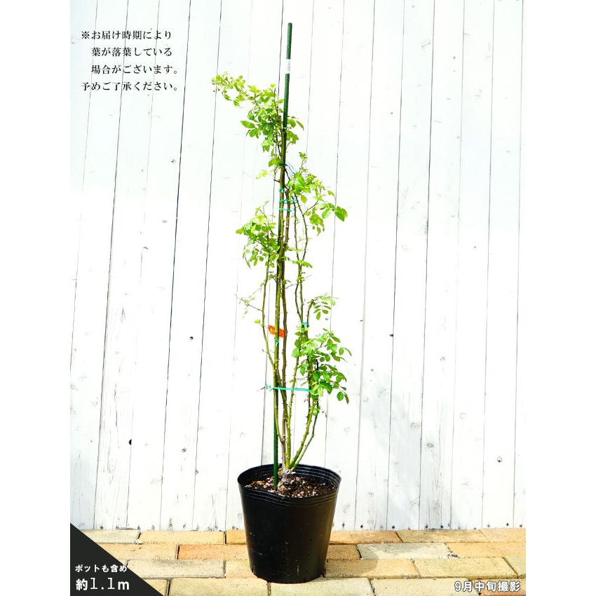四季咲きつるバラ シンデレラ 3年生長尺1.1m苗 : 苗木部 花ひろば
