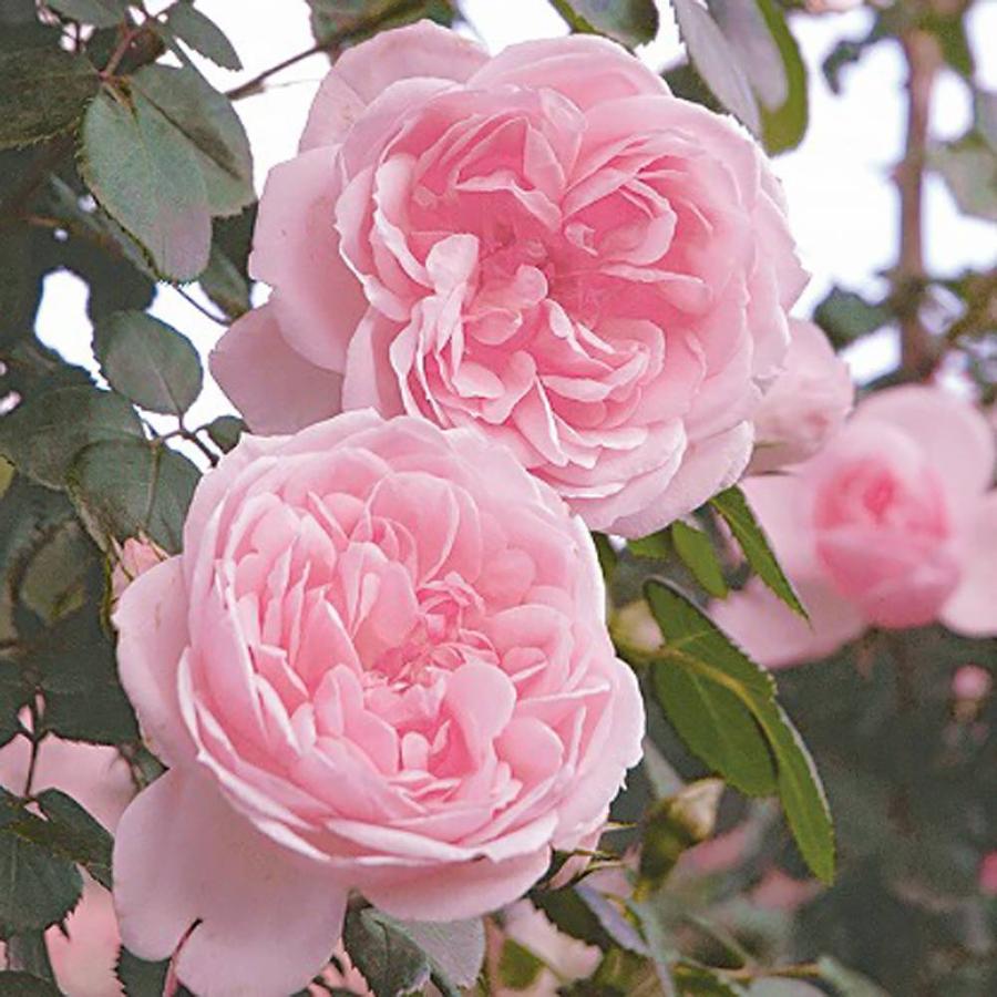 四季咲きつるバラ シンデレラ 2年生大苗 予約販売12 翌1月頃入荷予定 Rose Cl Shinderera 苗木部 花ひろばオンライン 通販 Yahoo ショッピング