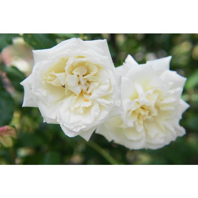 バラ苗 新雪 大苗 つるバラ 四季咲き 白色 強健 バラ 苗 つるばら Rose Cl Shinsetsu 苗木部 花ひろばオンライン 通販 Yahoo ショッピング