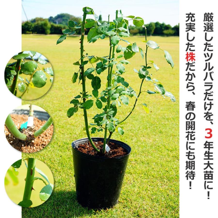 つるバラ シリウス 3年生長尺1.5m苗 登録品種・品種登録 大型宅配便