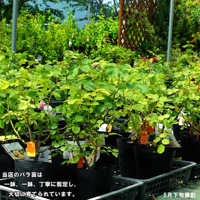 四季咲きつるバラ ソレロ 2年生大苗 爆買いweek : 苗木部 花ひろば