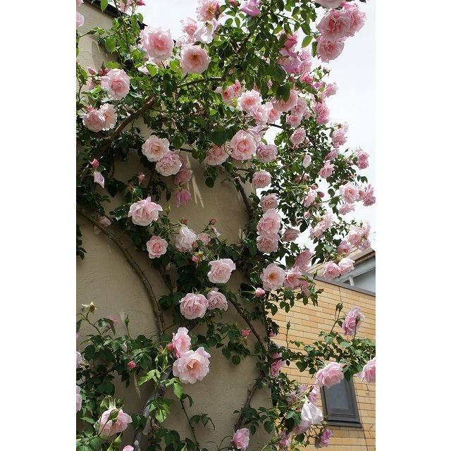 バラ苗 スパニッシュビューティー 長尺苗 つるバラ トゲが少ない 強香 強健 バラ 苗 大型宅配便 沖縄 離島不可 Rose Cl Supanisshubyu Teli N 苗木部 花ひろばオンライン 通販 Yahoo ショッピング