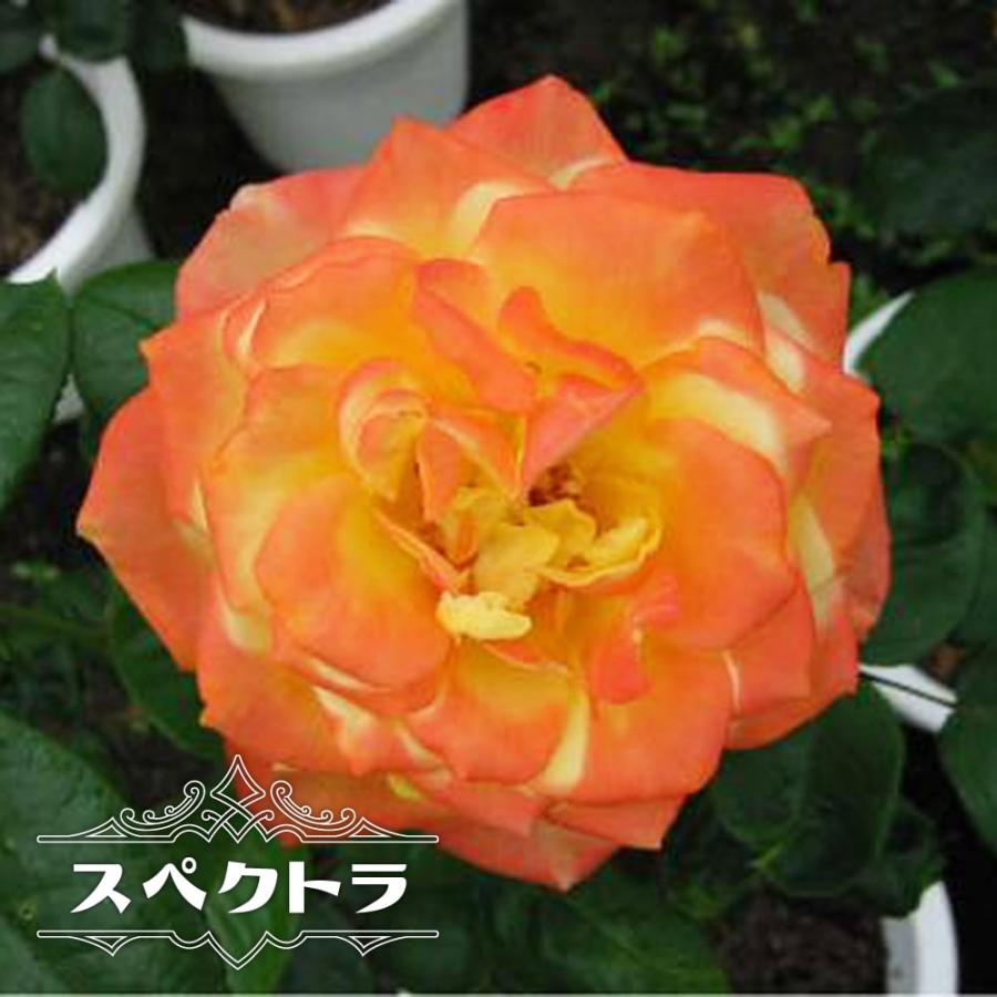 バラ苗 スペクトラ 大苗 つるバラ 四季咲き オレンジ色 バラ 苗 つる