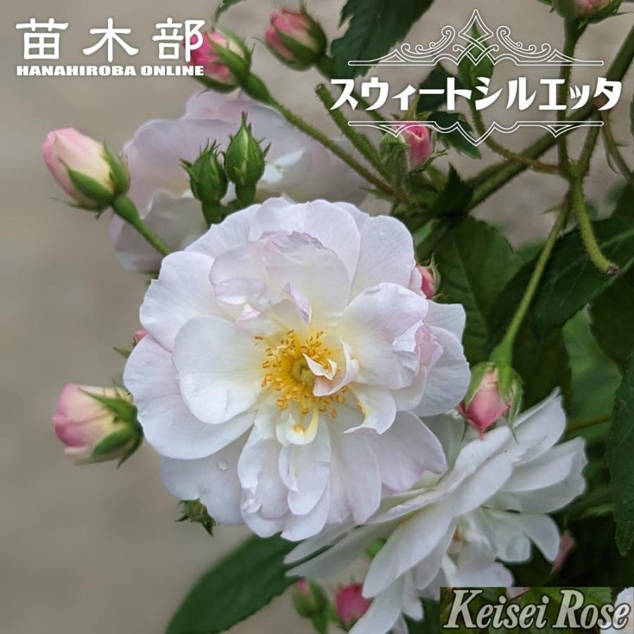 バラ苗　レア品種　Ju…etta つるバラ苗 スウィートシルエッタ （CL） 2年生大苗 登録品種・品種