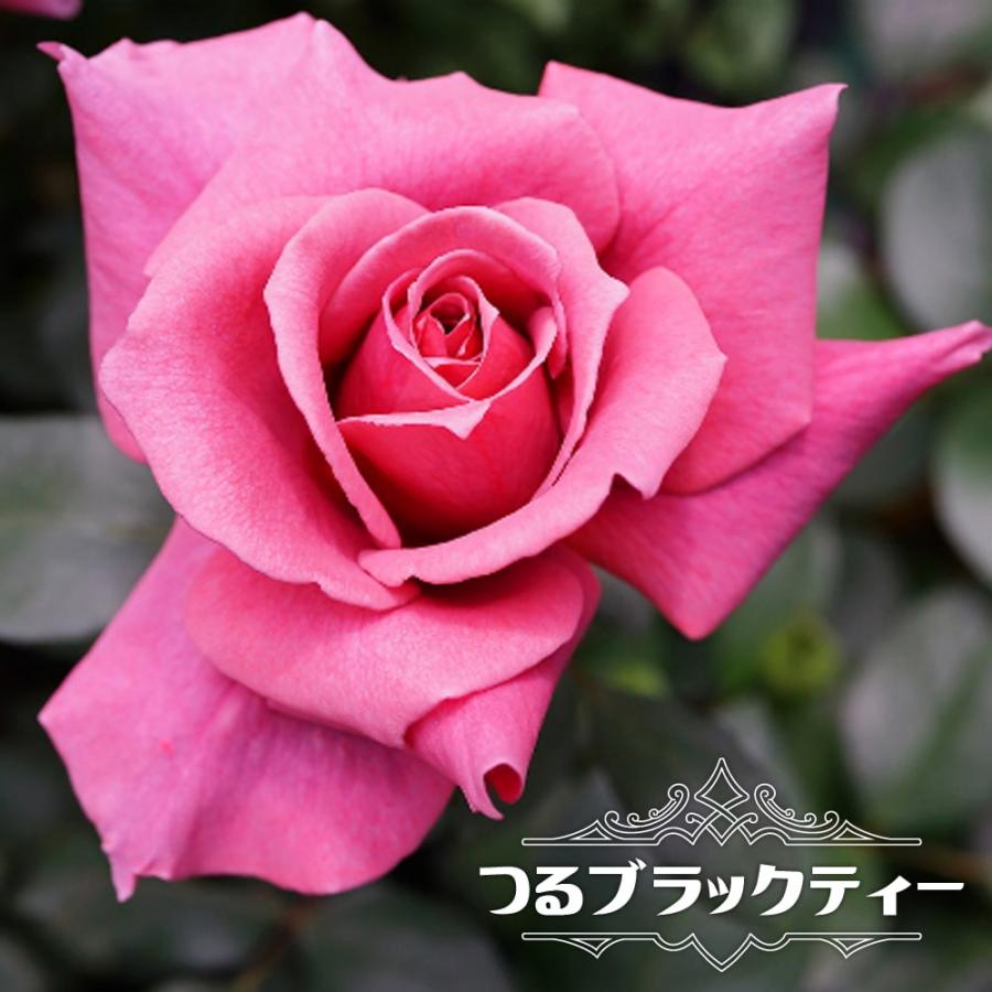バラ苗 つるブラックティー 大苗 つるバラ 茶色 Rose Cl Tsuruburakku 苗木部 花ひろばオンライン 通販 Yahoo ショッピング
