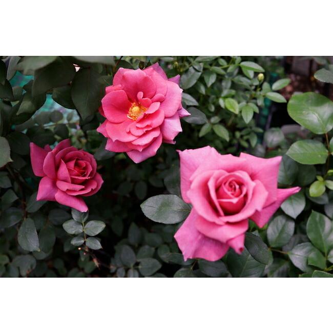 バラ苗 つるブラックティー 大苗 つるバラ 茶色 Rose Cl Tsuruburakku 苗木部 花ひろばオンライン 通販 Yahoo ショッピング