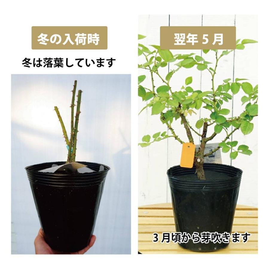 バラ苗 つるブラックティー 大苗 つるバラ 茶色 Rose Cl Tsuruburakku 苗木部 花ひろばオンライン 通販 Yahoo ショッピング