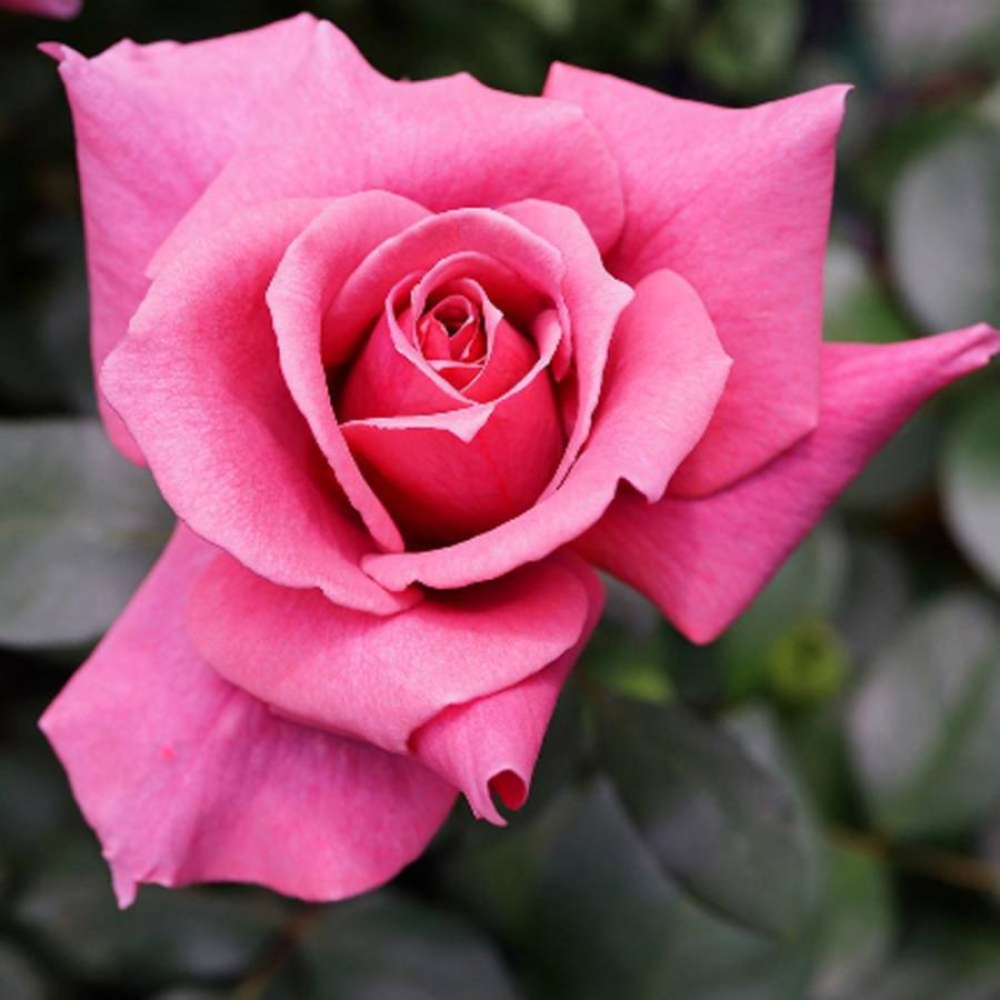 バラ苗 つるブラックティー 大苗 つるバラ 茶色 Rose Cl Tsuruburakku 苗木部 花ひろばオンライン 通販 Yahoo ショッピング