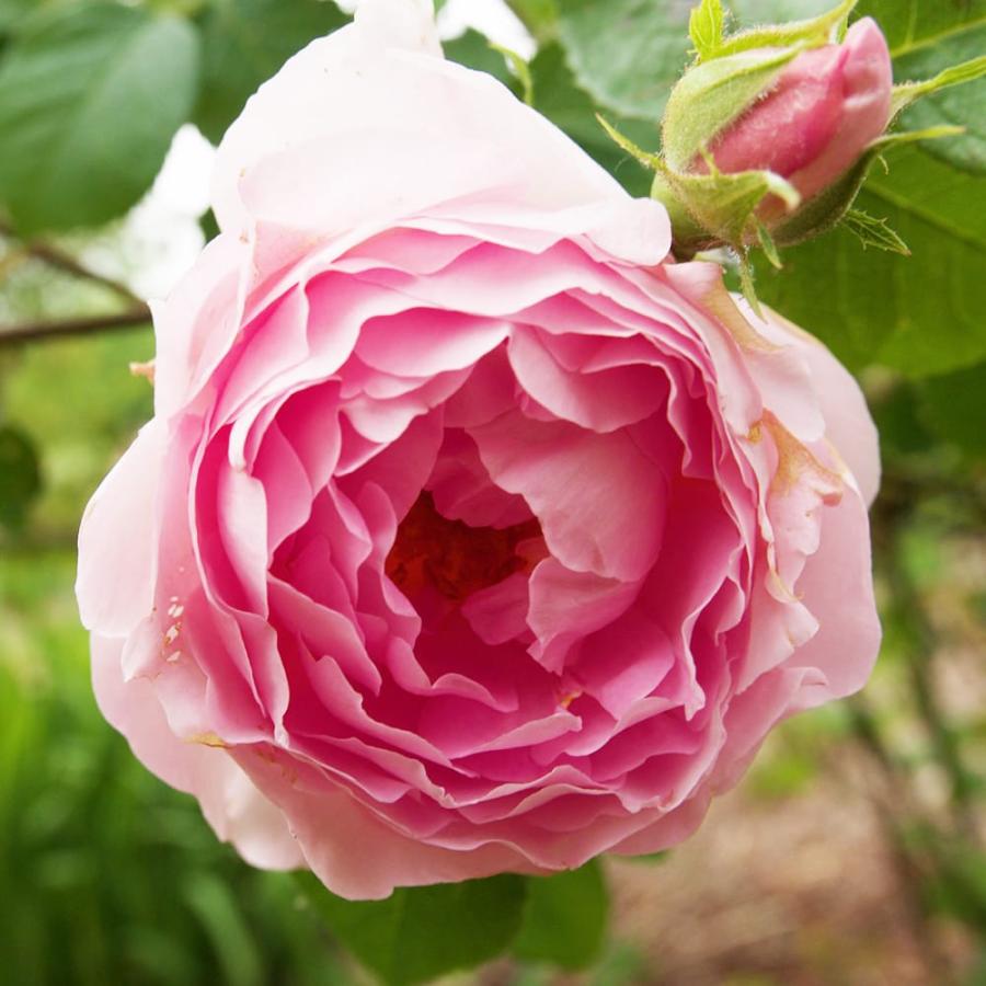 強香つるバラ コンスタンススプライ 2年生大苗 6号ポット : 苗木部 花