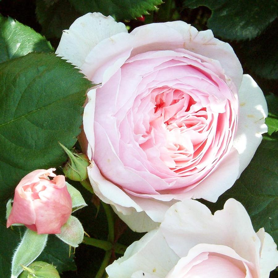 強香つるバラ コンスタンススプライ 2年生大苗 6号ポット : 苗木部 花