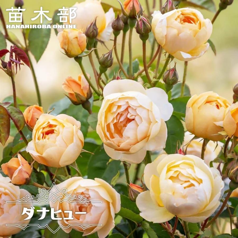四季咲きバラ苗 ダナヒュー 2年生大苗 6号ポット 登録品種・品種