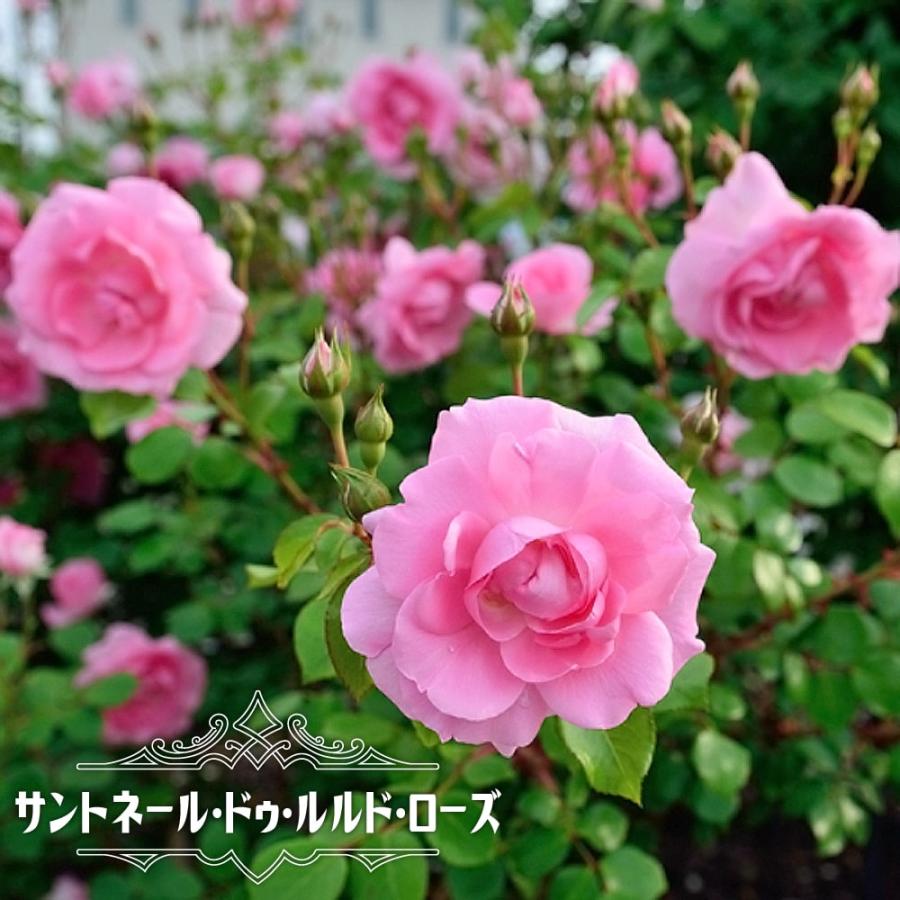 バラ苗サントネール ドゥ ルルド ローズ Del 国産苗 大苗 6号ポット ピンク 中輪 四季咲き つる性 予約販売12月 翌年1月中に順次入荷 Rose Del Centenairedelourdes 苗木部 花ひろばオンライン 通販 Yahoo ショッピング