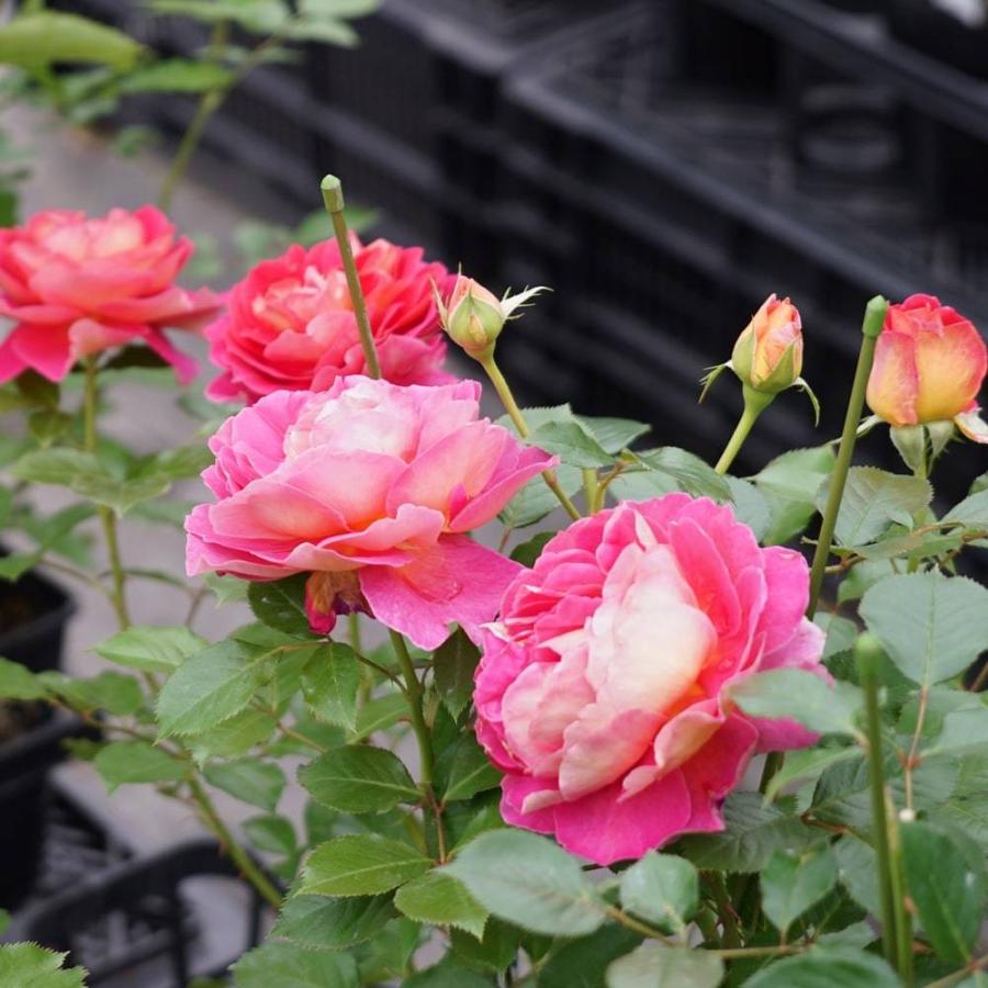 四季咲きバラ苗 エスプリドゥパリ Del 1年生新苗 登録品種 品種登録 Rose Del Espritdeparis01 苗木部 花ひろばオンライン 通販 Yahoo ショッピング