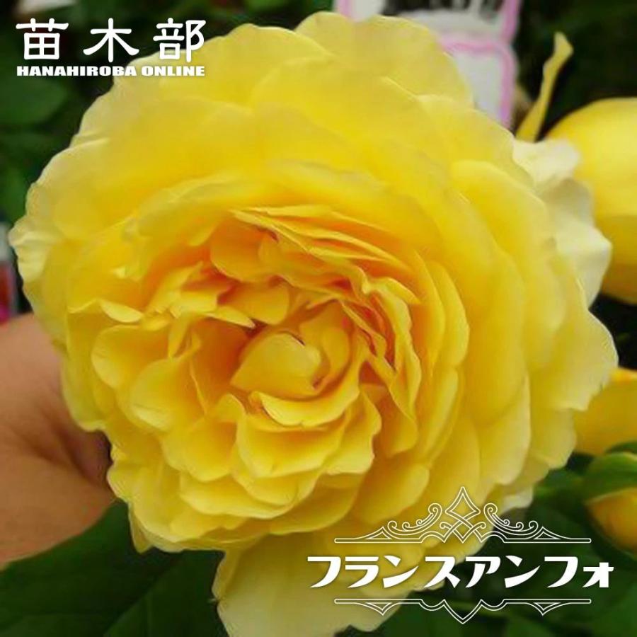 四季咲きバラ苗 フランスアンフォ 2年生大苗 6号ポット : 苗木部 花