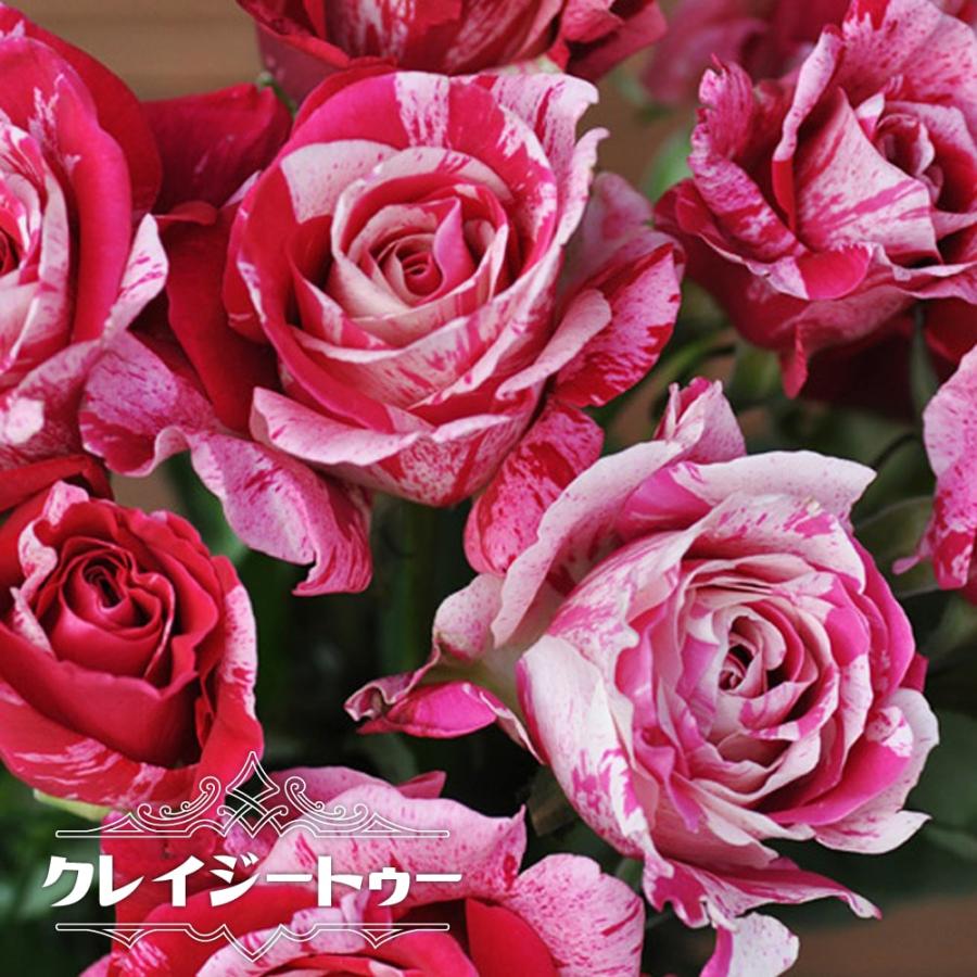 四季咲きバラ苗クレイジートゥー 1年生新苗 : 苗木部 花ひろば
