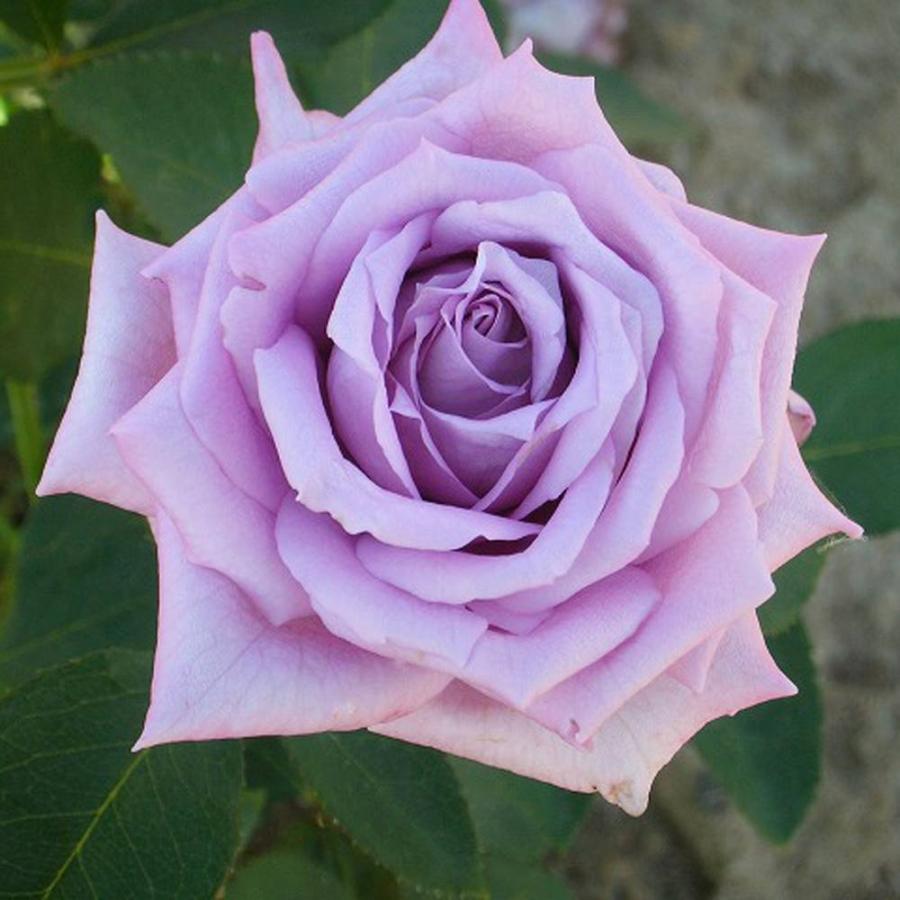 バラ苗 マミーブルー デルバール Del 国産苗 大苗 6号ポット苗 四季咲き 青紫色 バラ 苗 予約販売12 翌1月頃入荷予定 Rose Del Mami Buru 苗木部 花ひろばオンライン 通販 Yahoo ショッピング