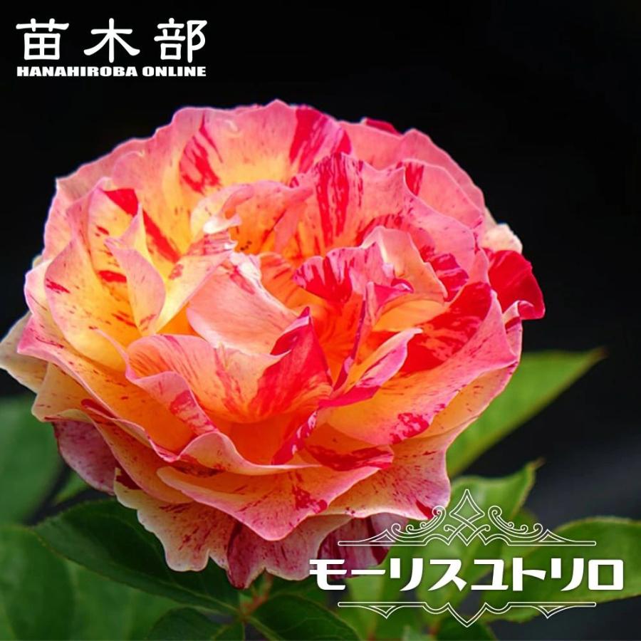 バラ苗 モーリスユトリロ 大輪 デルバール Del 大苗 6号ポット 四季咲き 複色 強香 強健 Rose Del Mo Risuyutoriro 苗木部 花ひろばオンライン 通販 Yahoo ショッピング