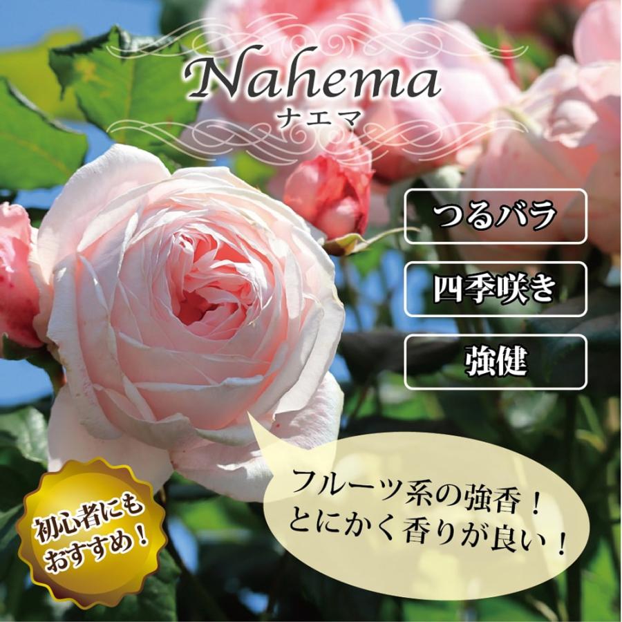 四季咲き強香つるバラ ナエマ 2年生大苗 6号ポット 予約販売12月〜翌年
